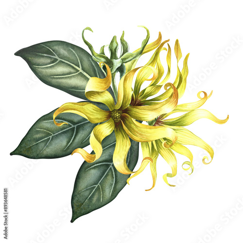 Kananga is fragrant. Ylang-ylang flowers. A bouquet of exotic fragrant yellow flowers with leaves. A hand-drawn watercolor illustration. A design element on an isolated background. photo