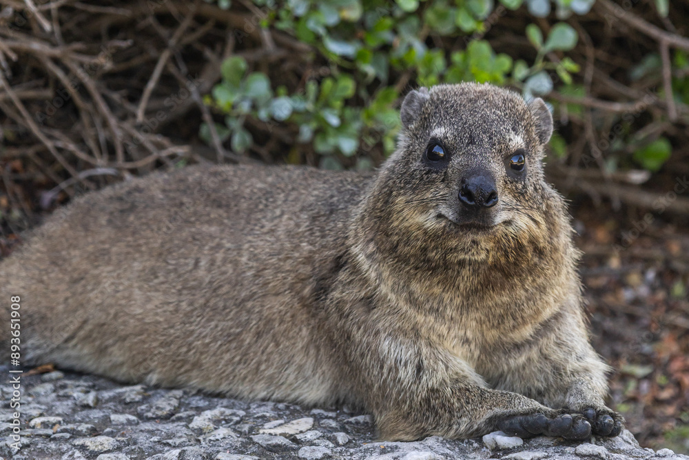 Fototapeta premium Smiling Rock hyrax looking at the camera. Procavia capensis. cape hyrax close up, Afrotheria animals. South Africa. Species of Afroasiatic mammal. Cute little animal in natural habitat, wildlife 