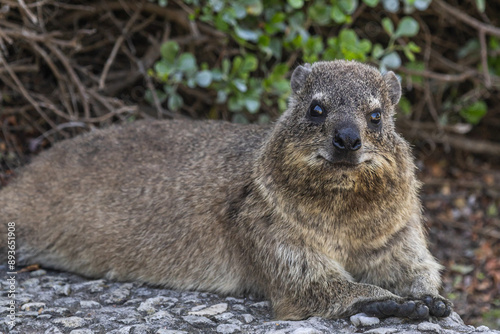 Smiling Rock hyrax looking at the camera. Procavia capensis. cape hyrax close up, Afrotheria animals. South Africa. Species of Afroasiatic mammal. Cute little animal in natural habitat, wildlife 
