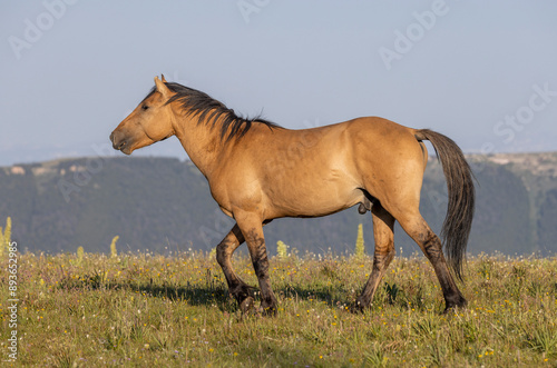 Wild Horse in Summer in the Pryor Mountains Montana