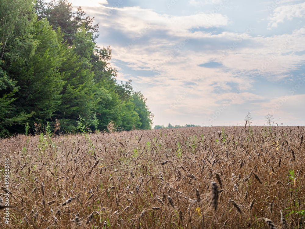 Obraz premium On a global scale, wheat ranks second in the volume of annual grain production.The picture shows wheat grown near a forest.