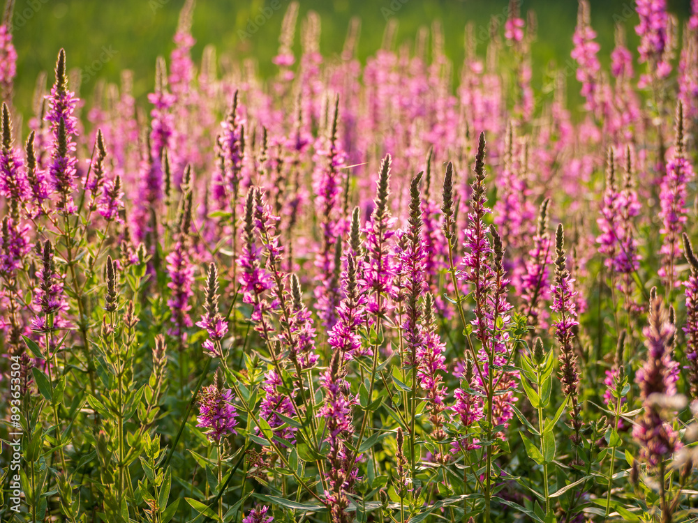 Lythrum salicaria is found almost all over Europe. In Slovakia, it is found from the lowlands to the hills. It likes to grow in a sunny position in ordinary garden soil. Lythrum salicaria is found almost all over Europe. In Slovakia, it is found from the lowlands to the hills. It likes to grow in a sunny position in ordinary garden soil.