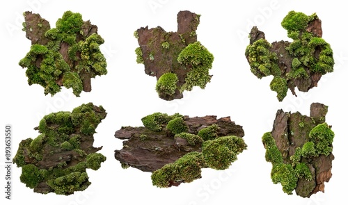 Set of Moss or Mosses on a pine bark, Green moss on a tree bark isolated on white background, with clipping path photo