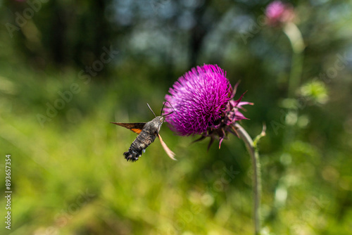 vista macro dettagliata di un insetto che cerca di prendere il nettare da un fiore color magenta in un ambiente naturale, di giorno, in estate photo