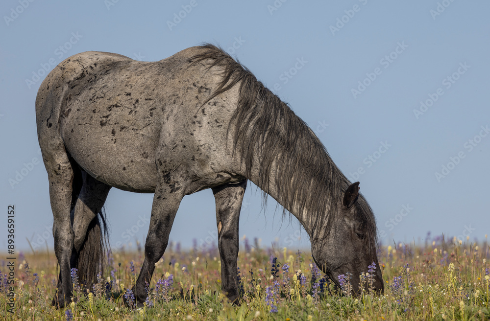 Fototapeta premium Wild Horse in the Pryor Mountains Montana in Summer