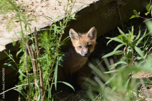 red fox in the grass
