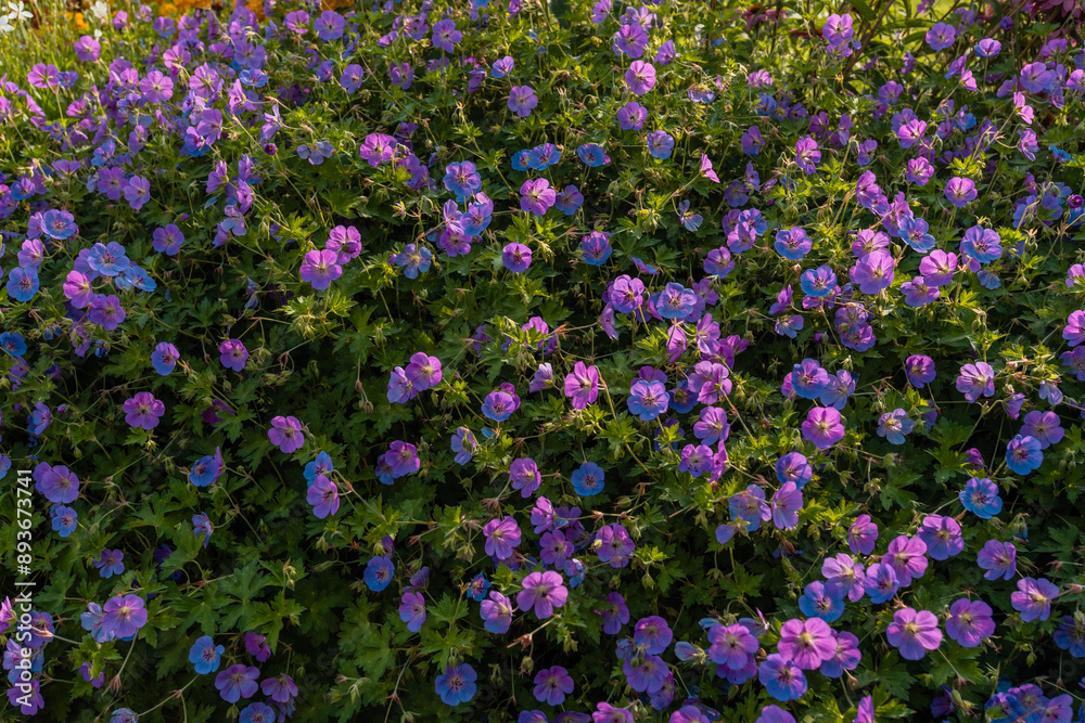 Naklejka premium Geranium himalayense flowers in a garden, Gardening flowers concept.