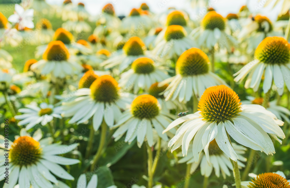 Fototapeta premium Echinacea flowers in a bright summer day.