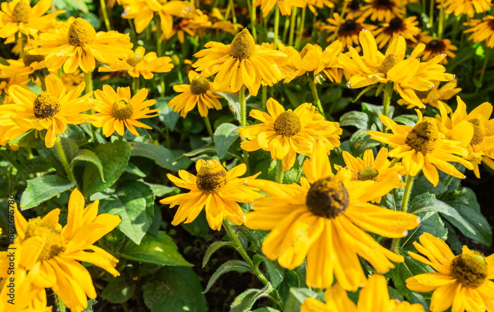 Fototapeta premium Yellow echinacea flowers closeup. Rudbeckia or Black eyed Susan fllowers.