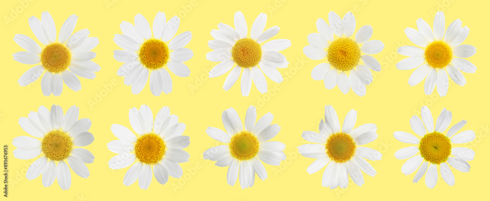 Many beautiful chamomile flowers on yellow background, set Many beautiful chamomile flowers on yellow background, set