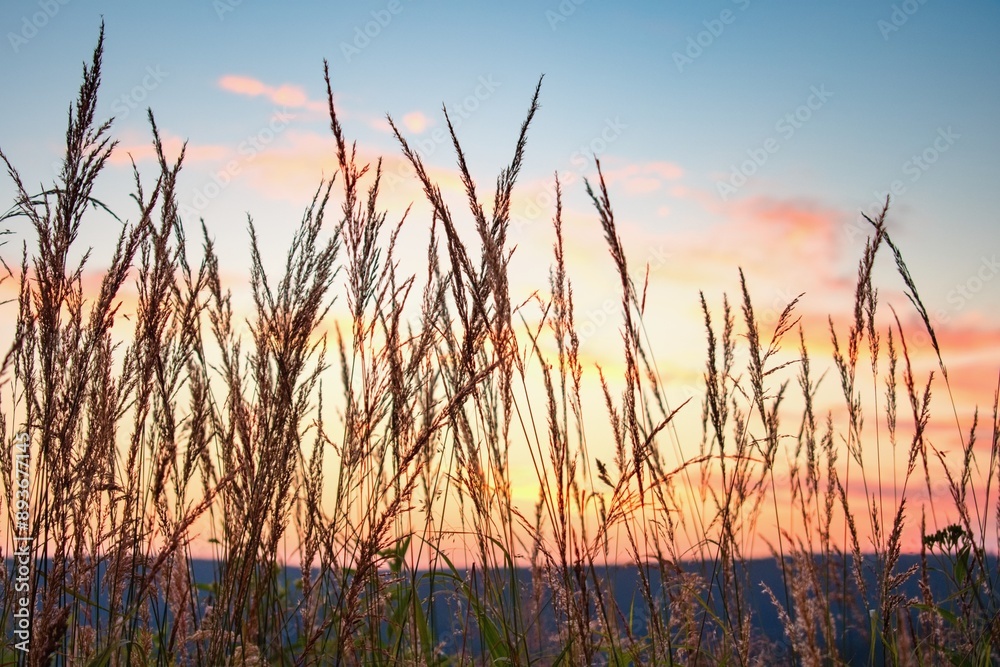 Beautiful sunset with grass and plants silhouettes, blurred nature Beautiful sunset with grass and plants silhouettes, blurred nature