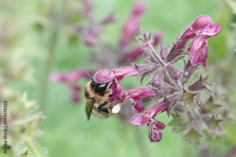 Fork-tailed Flower Bee (Anthophora furcata) feeding on Hedge Woundwort Fork-tailed Flower Bee (Anthophora furcata) feeding on Hedge Woundwort