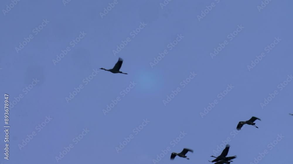 Common Cranes in Agamon, migration, Hula valley, Israel Common Cranes in Agamon, migration, Hula valley, Israel