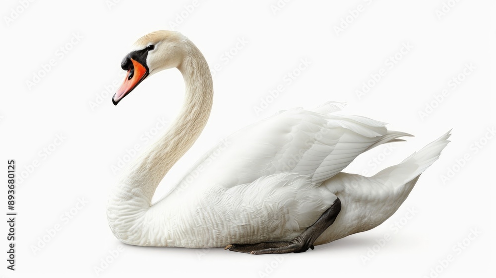 white swan on white background white swan on white background