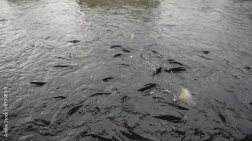 A large group of fish in natural fresh water sources eats food.