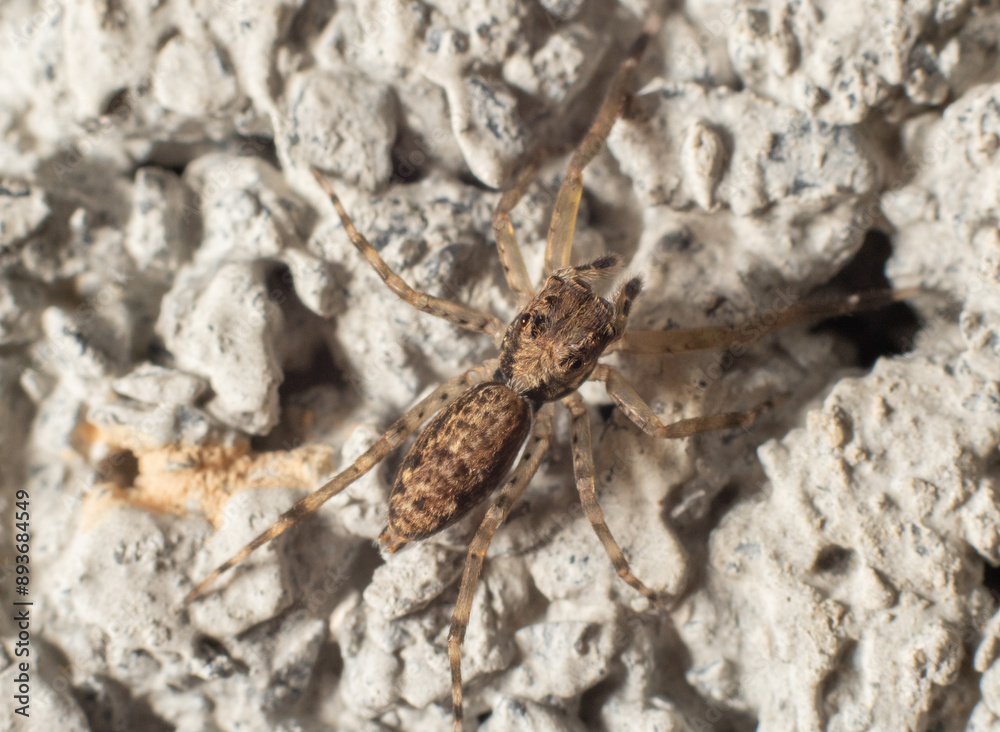 Macro of a spider on the ground Macro of a spider on the ground