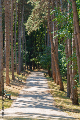 city park in the summer season, nature and path, beautiful view