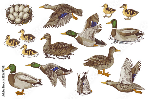 Hand drawn set of wild ducks