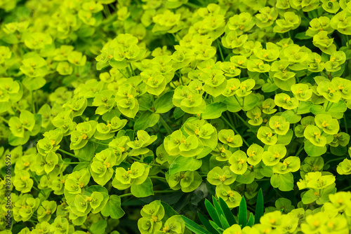 Photo of growing flowers in the garden photo