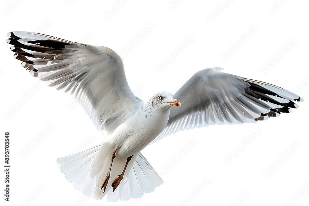 Fototapeta premium Close up Seagull Flying Side View, png