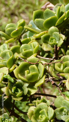 close up of succulent plant