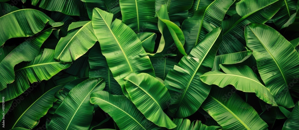 Fototapeta premium Lush green banana leaves in a tiny garden provide a vibrant backdrop for a copy space image.