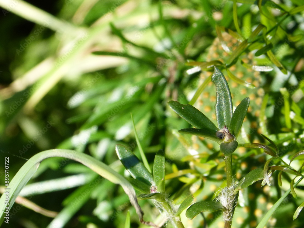 close up of green leaves close up of green leaves