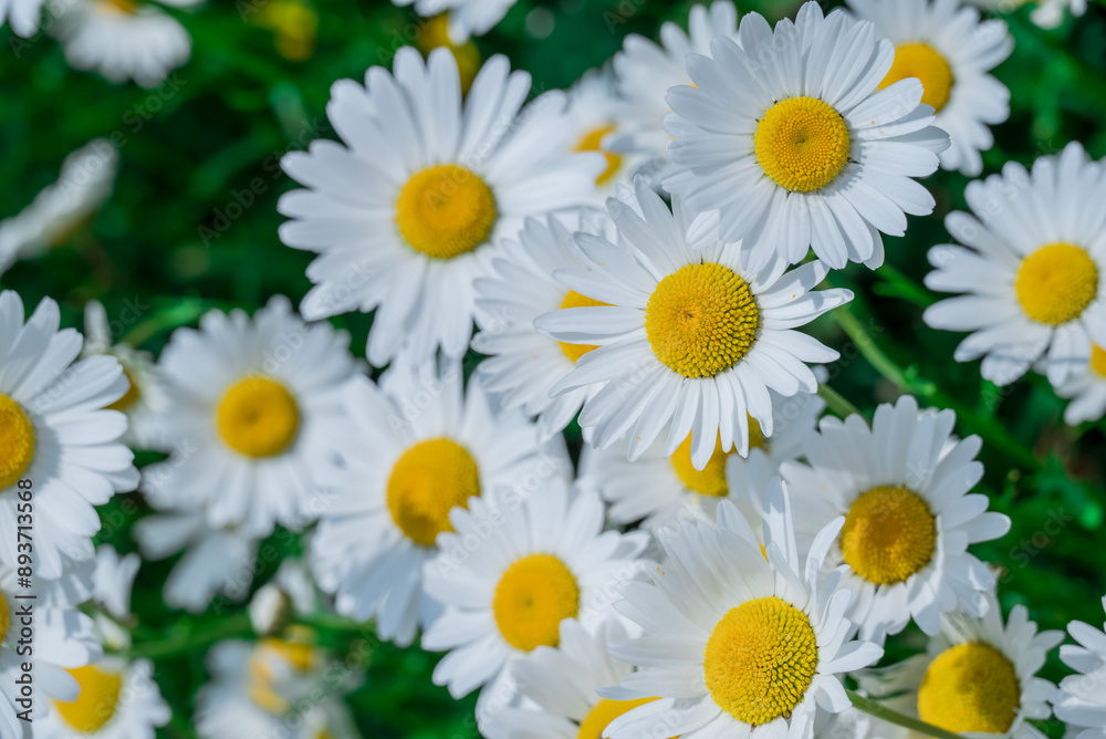 Obraz premium Photo of growing flowers in the garden