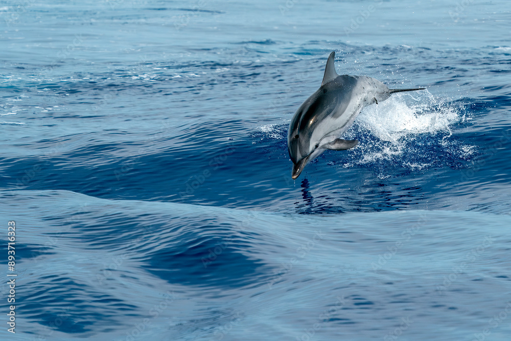 Fototapeta premium striped dolphin jumping outside the sea
