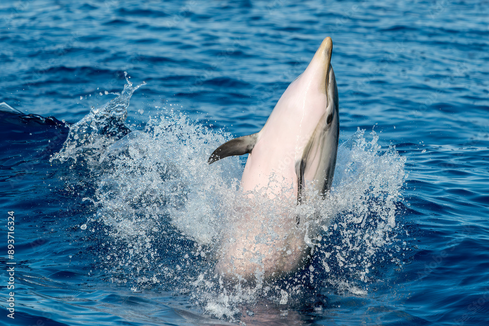 Fototapeta premium striped dolphin jumping outside the sea
