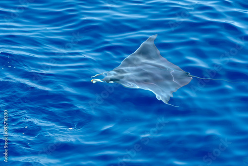 A Mobula ray swimming near sea surface, Ligurian Sea, Mediterranean, Italy. photo