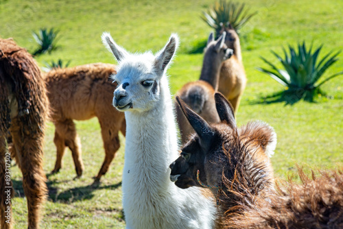 Llamas of all colors and sizes walking around a field and enjoying a beautiful sunny afternoon. Cochasqui, Ecuador.