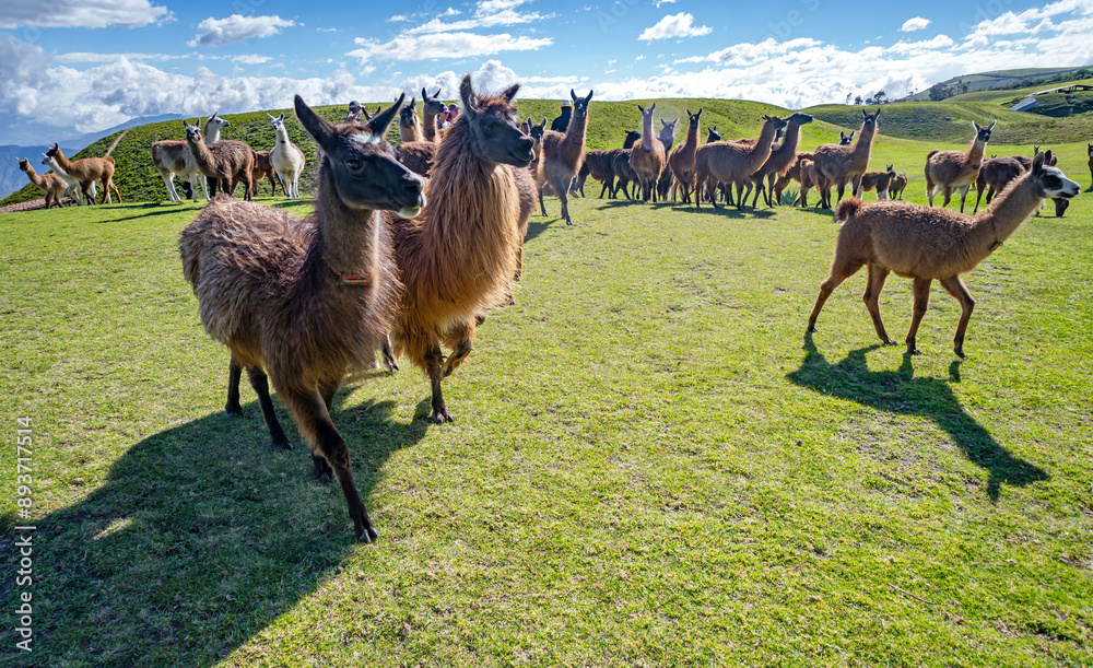 Fototapeta premium Llamas of all colors and sizes walking around a field and enjoying a beautiful sunny afternoon. Cochasqui, Ecuador.