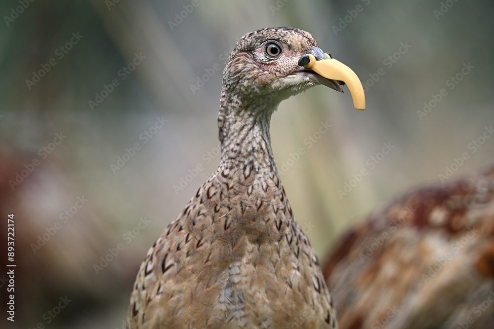 common pheasant female birds domestic common pheasant female birds domestic