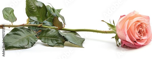 Isolated on white background, a single pink rose with a long stem photo