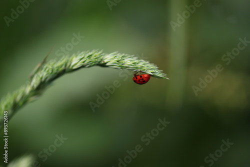 A closeup of a red ladybug sitting on green grass