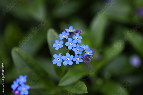 Forget me not, scorpion grasses, blue flowers