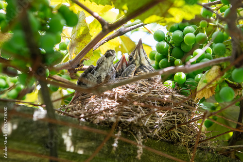 Baby birds wait in their nest in a grape arbor