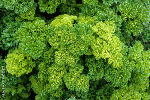 Fototapeta Naklejka Na Ścianę i Meble -  Petroselinum crispum 'Moss Cured', Persil double frisé