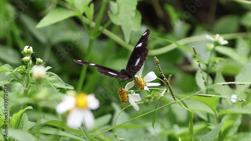 Butterfly and flowers in garden.