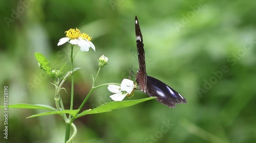Butterfly and flowers in garden.