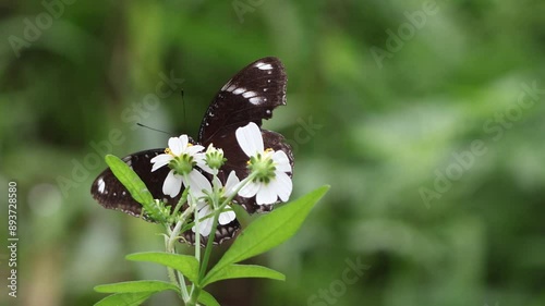 Butterfly and flowers in garden.