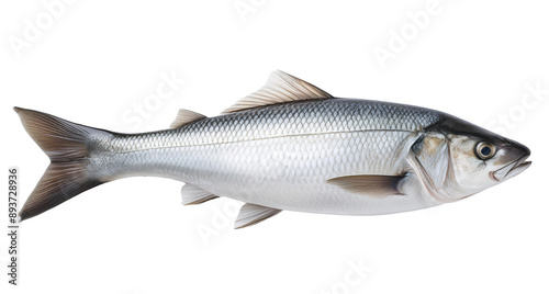 Fish on a white background 