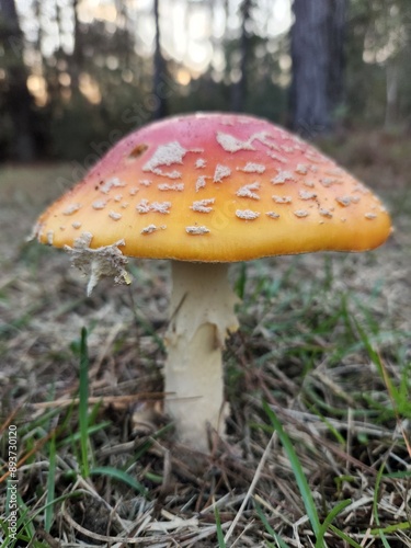 A red and orange mushroom.