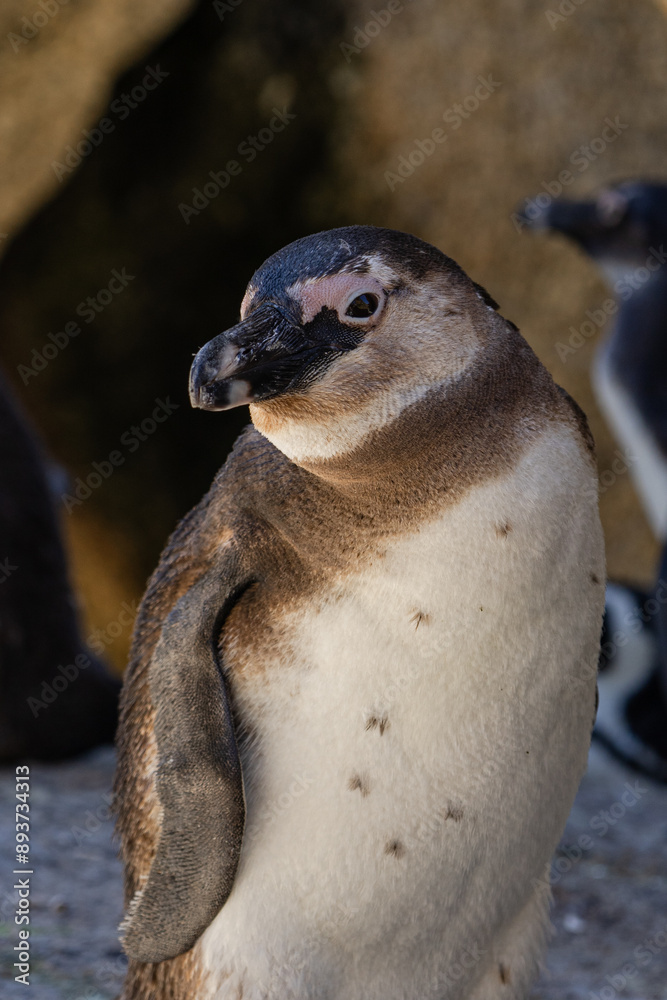 Naklejka premium Close up portrait of African penguin. Spheniscus demersus. Black-footed or jackass penguin. Animals listed in International Red Book. South Africa, Cape Town, natural habitat of Spectacled penguins