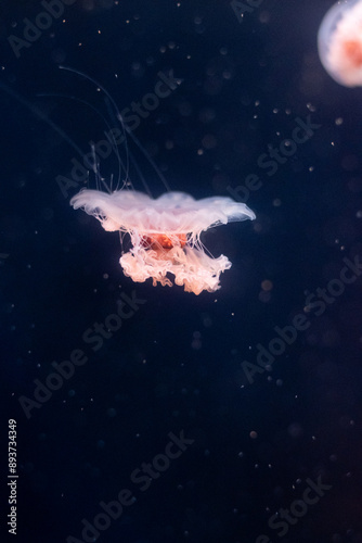 Portrait of a jellyfish on a dark background in an aquarium