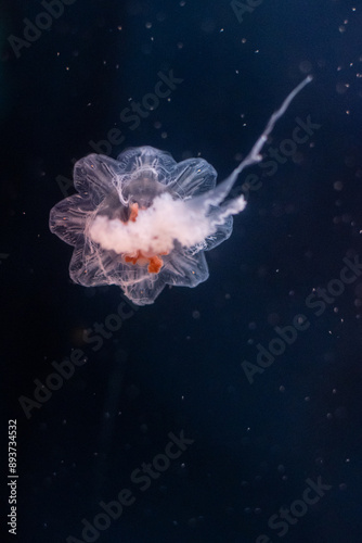 Portrait of a jellyfish on a dark background in an aquarium