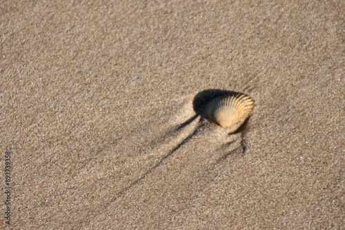 Muschel an Nordseestrand in Holland