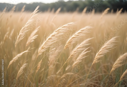 Pampas grass outdoor in light pastel colors. Dry reeds boho style