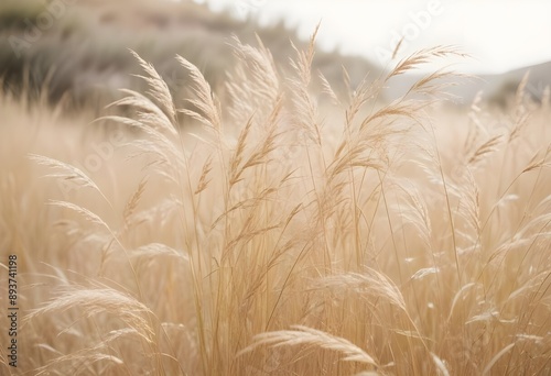 Pampas grass outdoor in light pastel colors. Dry reeds boho style